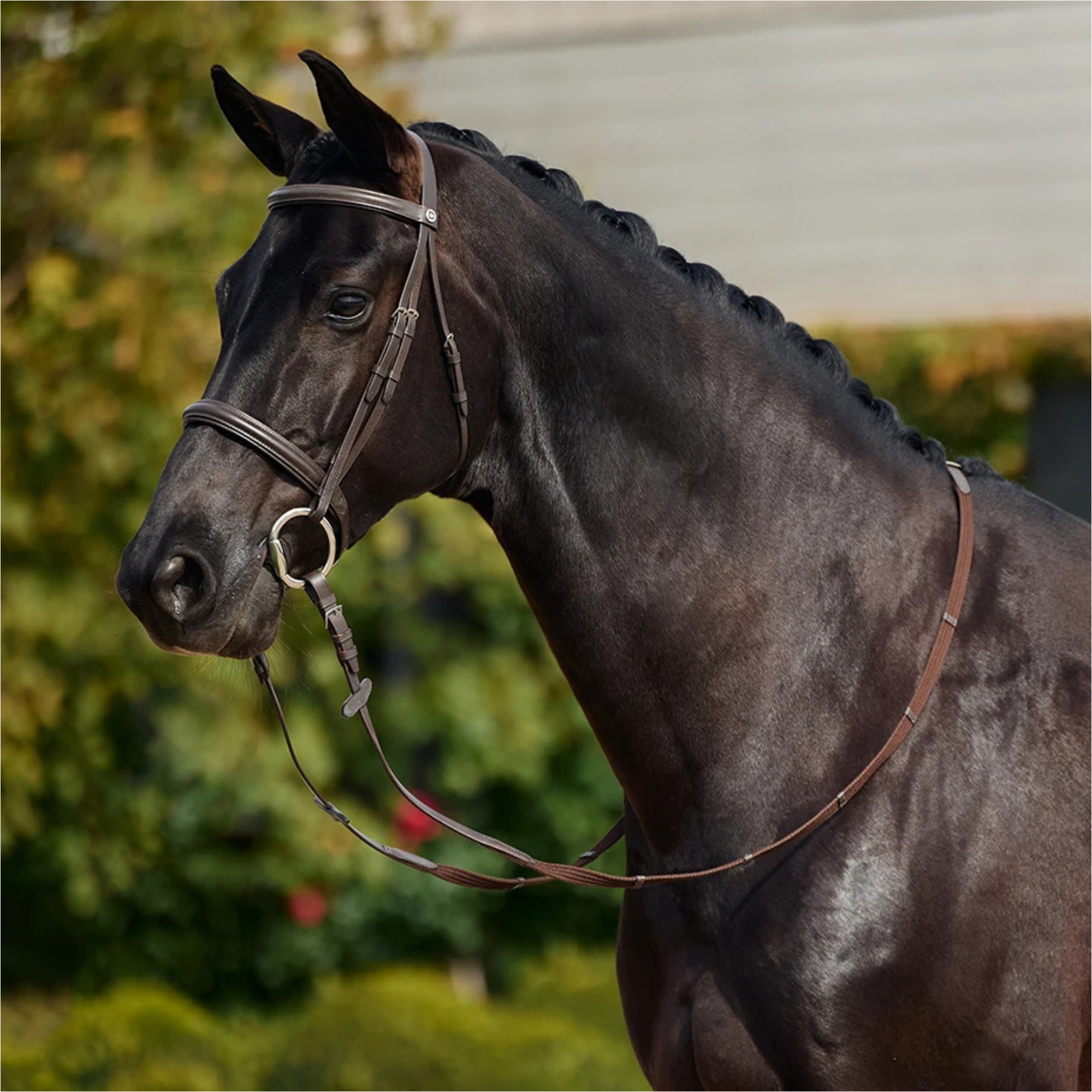 2026 Dublin Padded Cavesson Bridle 1031495 - Brown